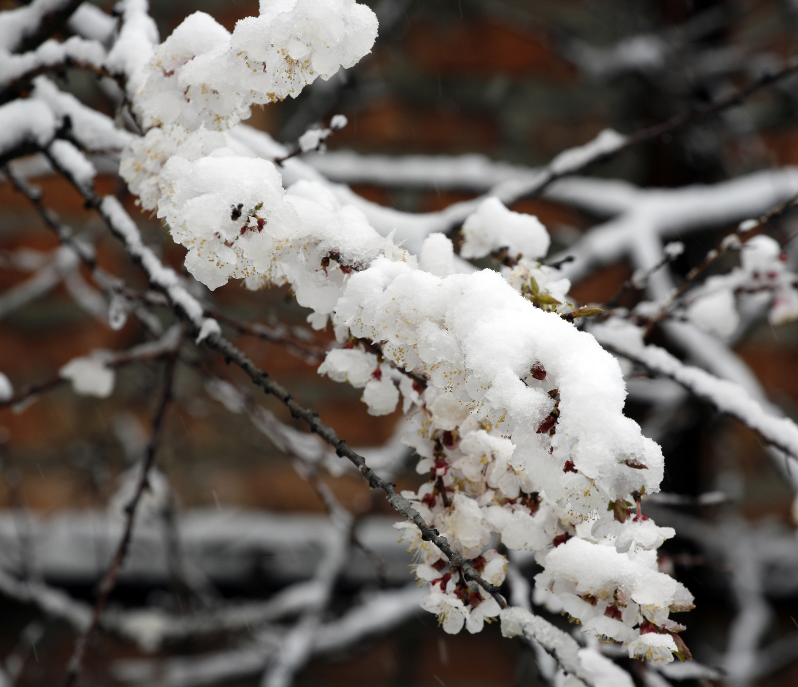 Spring and winter in one bottle. - My, The photo, Flowers, Snow, Longpost