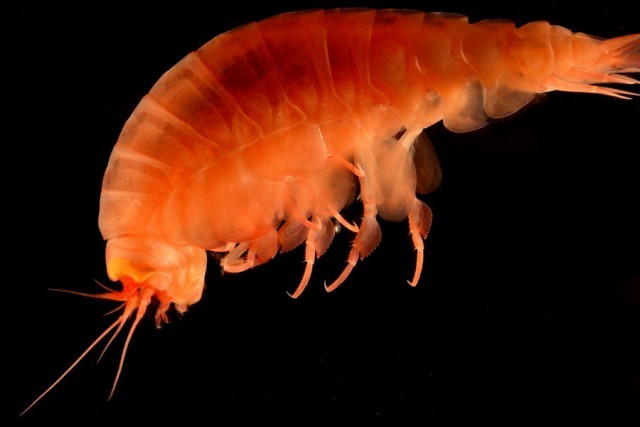 Mysteries of the Mariana Trench - Oceans, Mariana Trench, , Research, Video, Longpost