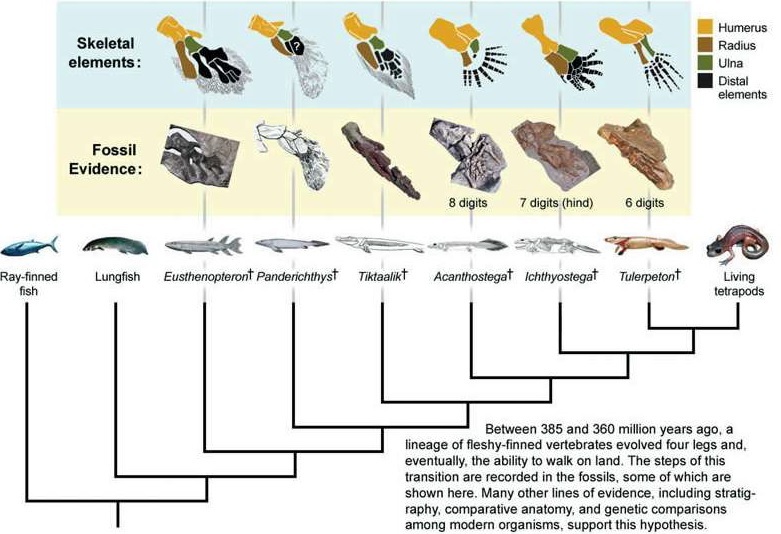 Legs, arms and tail - My, Paleontology, Devonian, Paleogeography, Tetrapods, , Interesting, Longpost, Land