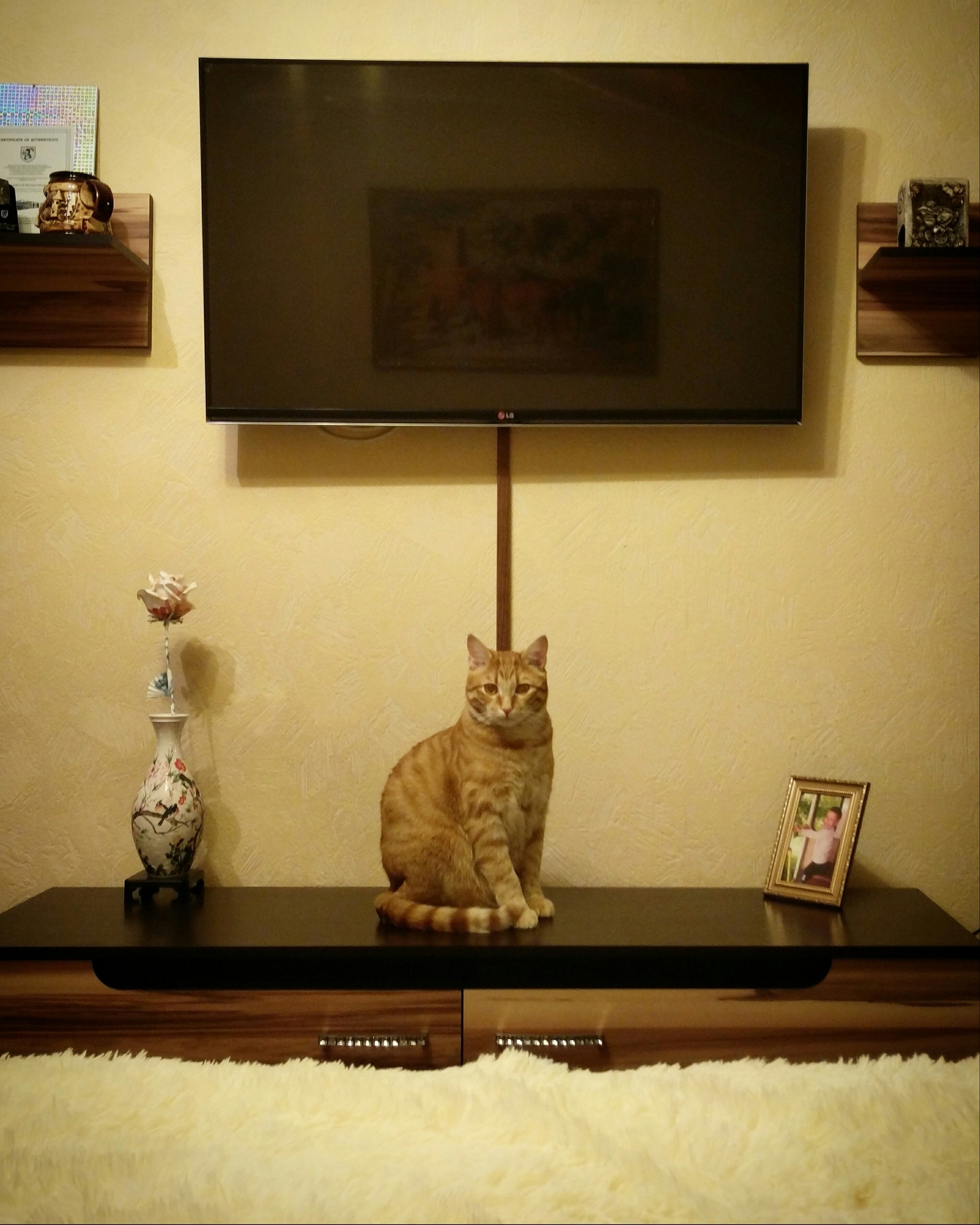 cat interior design - My, cat, The photo, Hobby, 