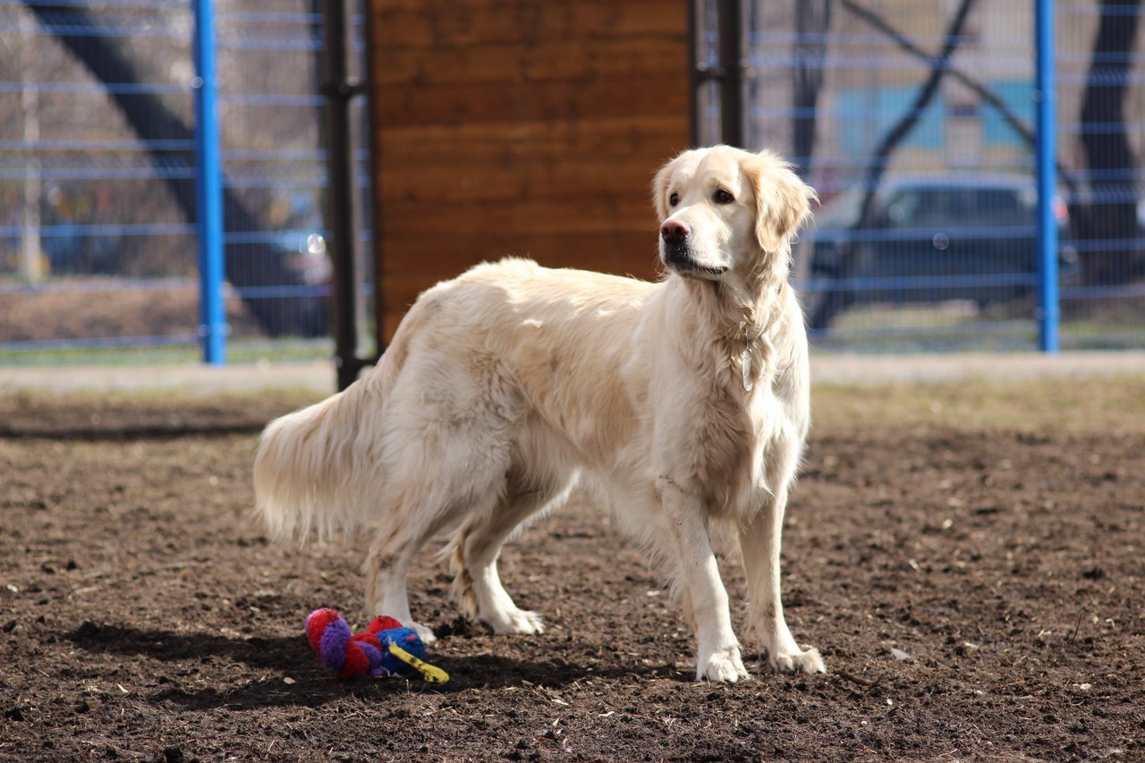 When your parents say get yourself someone... - My, Dog, Friend of human, Golden retriever, Australian shepherd, Longpost