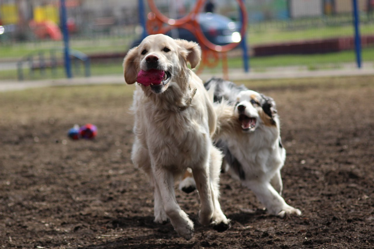 When your parents say get yourself someone... - My, Dog, Friend of human, Golden retriever, Australian shepherd, Longpost