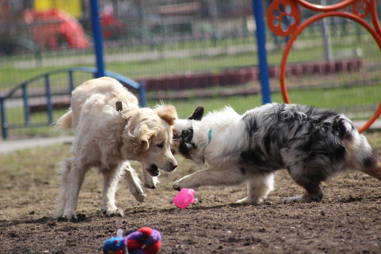 When your parents say get yourself someone... - My, Dog, Friend of human, Golden retriever, Australian shepherd, Longpost