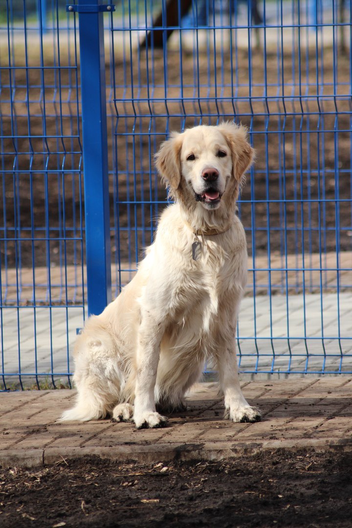 When your parents say get yourself someone... - My, Dog, Friend of human, Golden retriever, Australian shepherd, Longpost