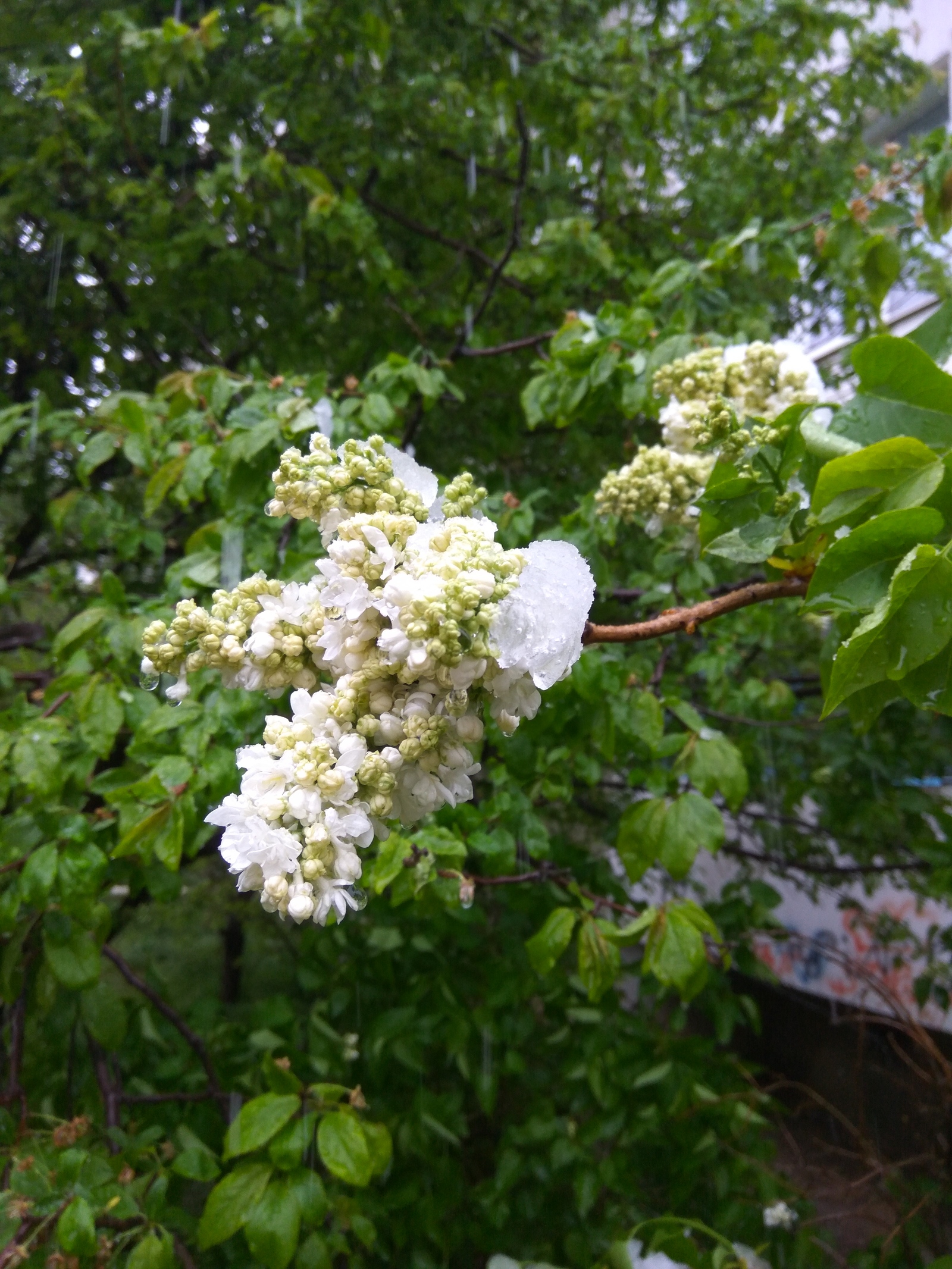 82 February. - My, Crimea, Spring, Snow, , Longpost