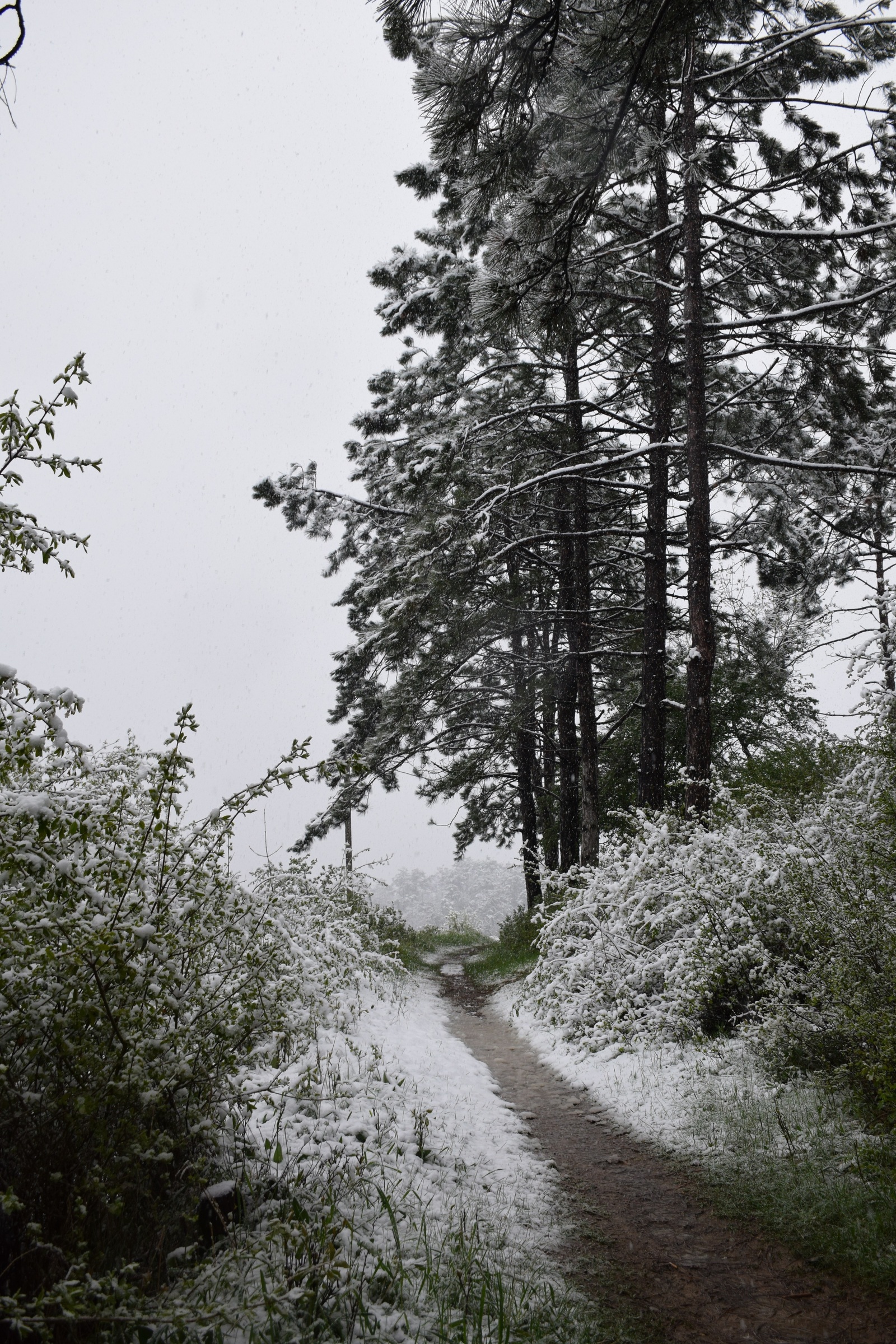 ...about the weather in Crimea today - My, Crimea, Spring, Weather, Cataclysm, Snow, I'm shocked, Longpost, Shock