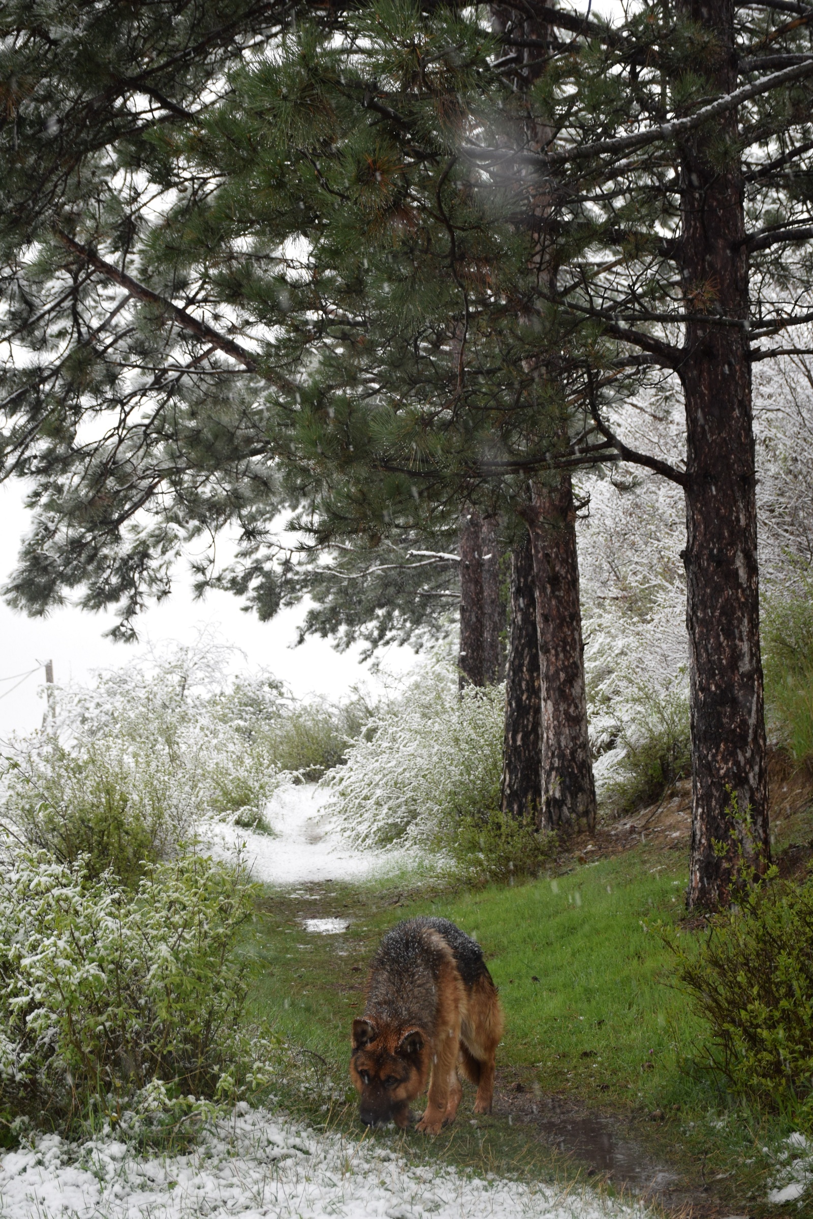 ...about the weather in Crimea today - My, Crimea, Spring, Weather, Cataclysm, Snow, I'm shocked, Longpost, Shock