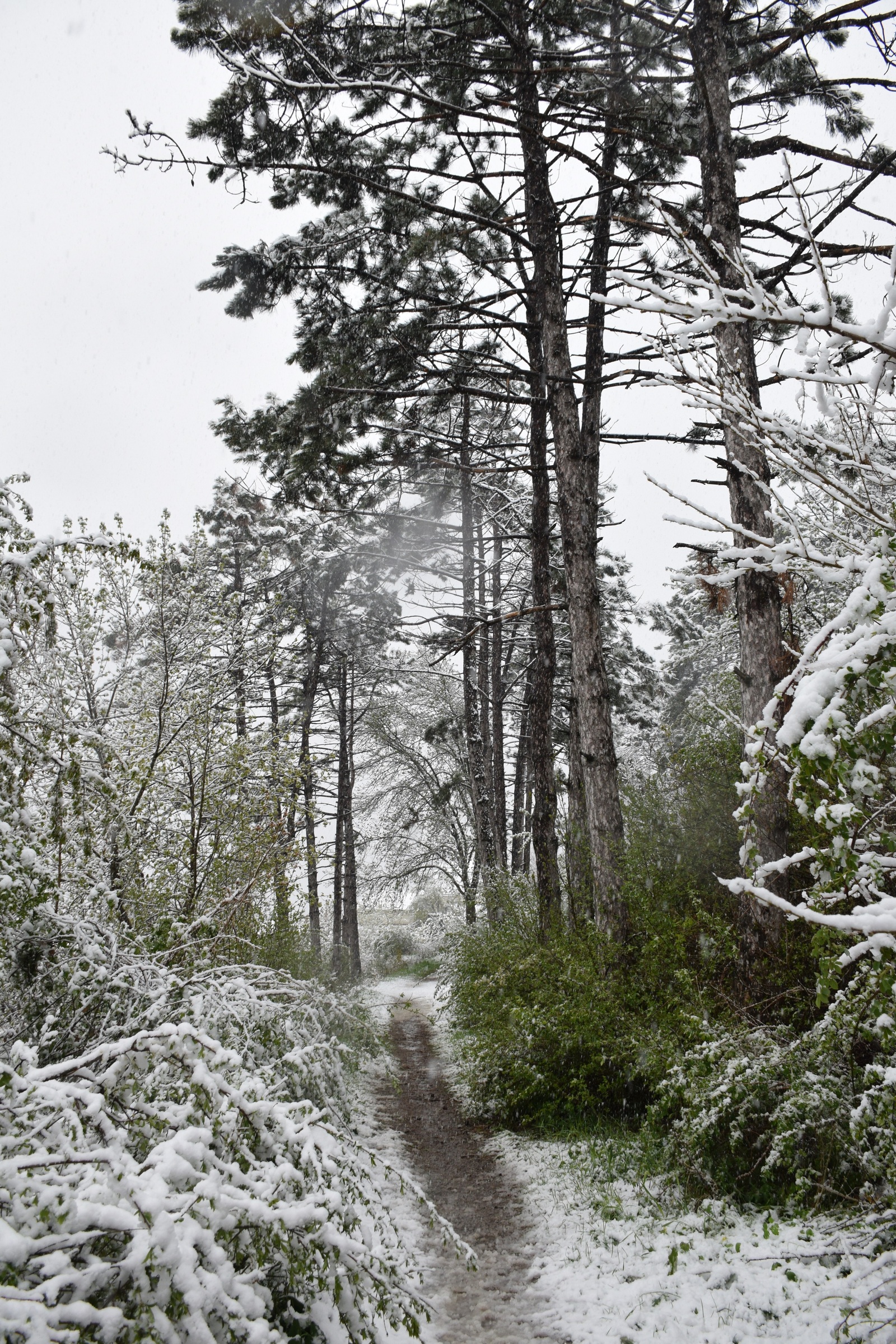 ...about the weather in Crimea today - My, Crimea, Spring, Weather, Cataclysm, Snow, I'm shocked, Longpost, Shock