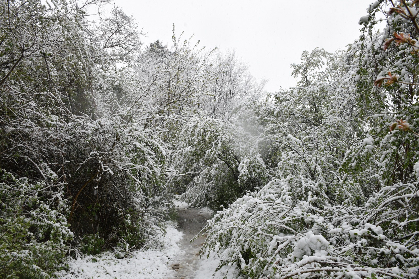 ...about the weather in Crimea today - My, Crimea, Spring, Weather, Cataclysm, Snow, I'm shocked, Longpost, Shock