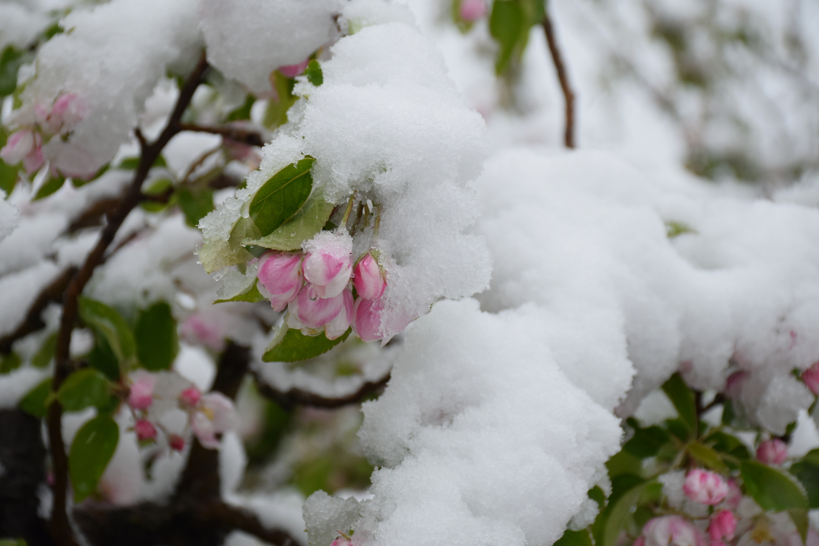 ...about the weather in Crimea today - My, Crimea, Spring, Weather, Cataclysm, Snow, I'm shocked, Longpost, Shock