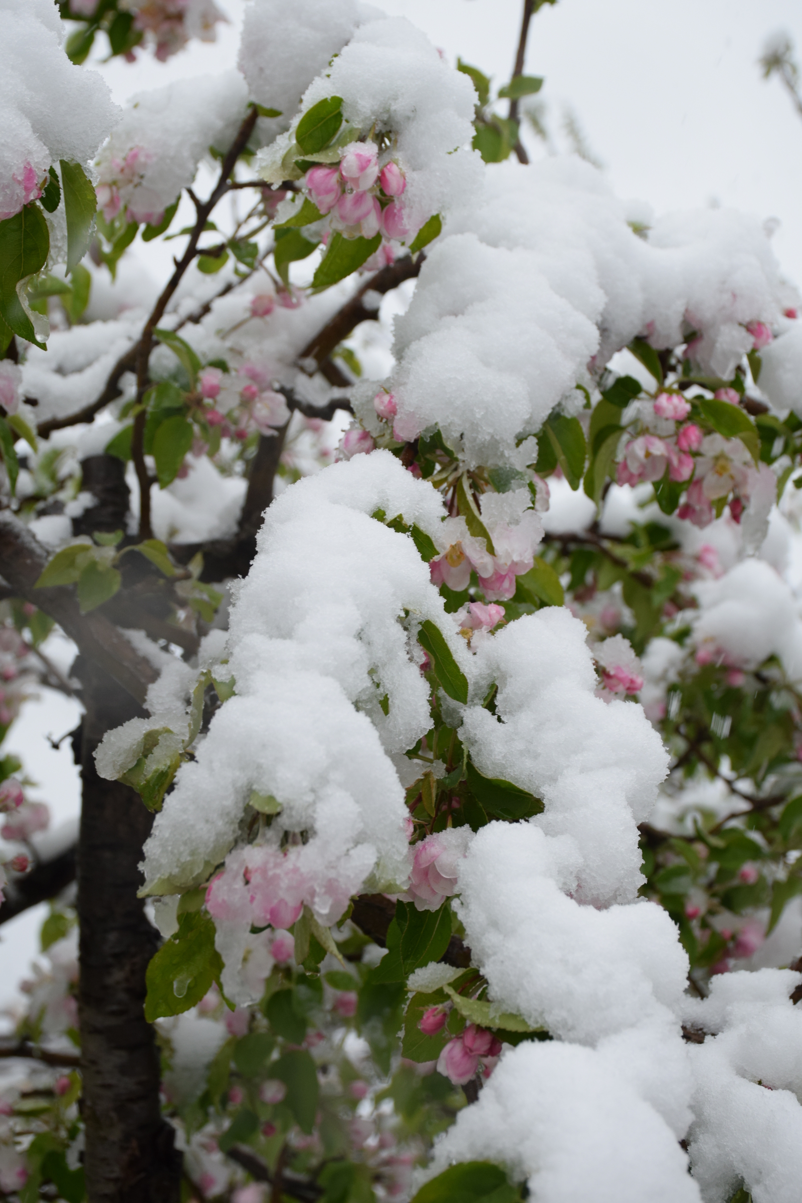 ...about the weather in Crimea today - My, Crimea, Spring, Weather, Cataclysm, Snow, I'm shocked, Longpost, Shock