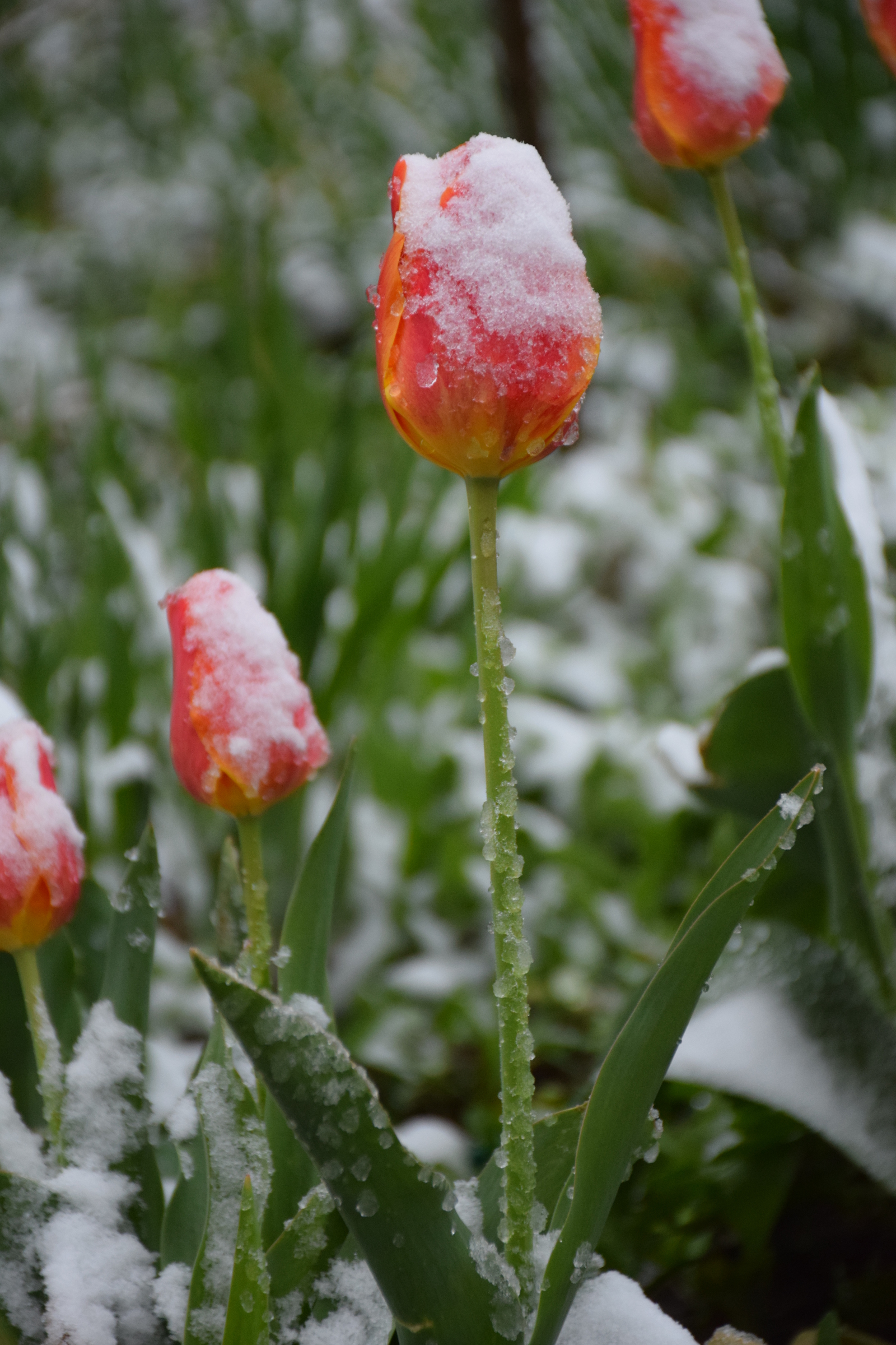 ...about the weather in Crimea today - My, Crimea, Spring, Weather, Cataclysm, Snow, I'm shocked, Longpost, Shock