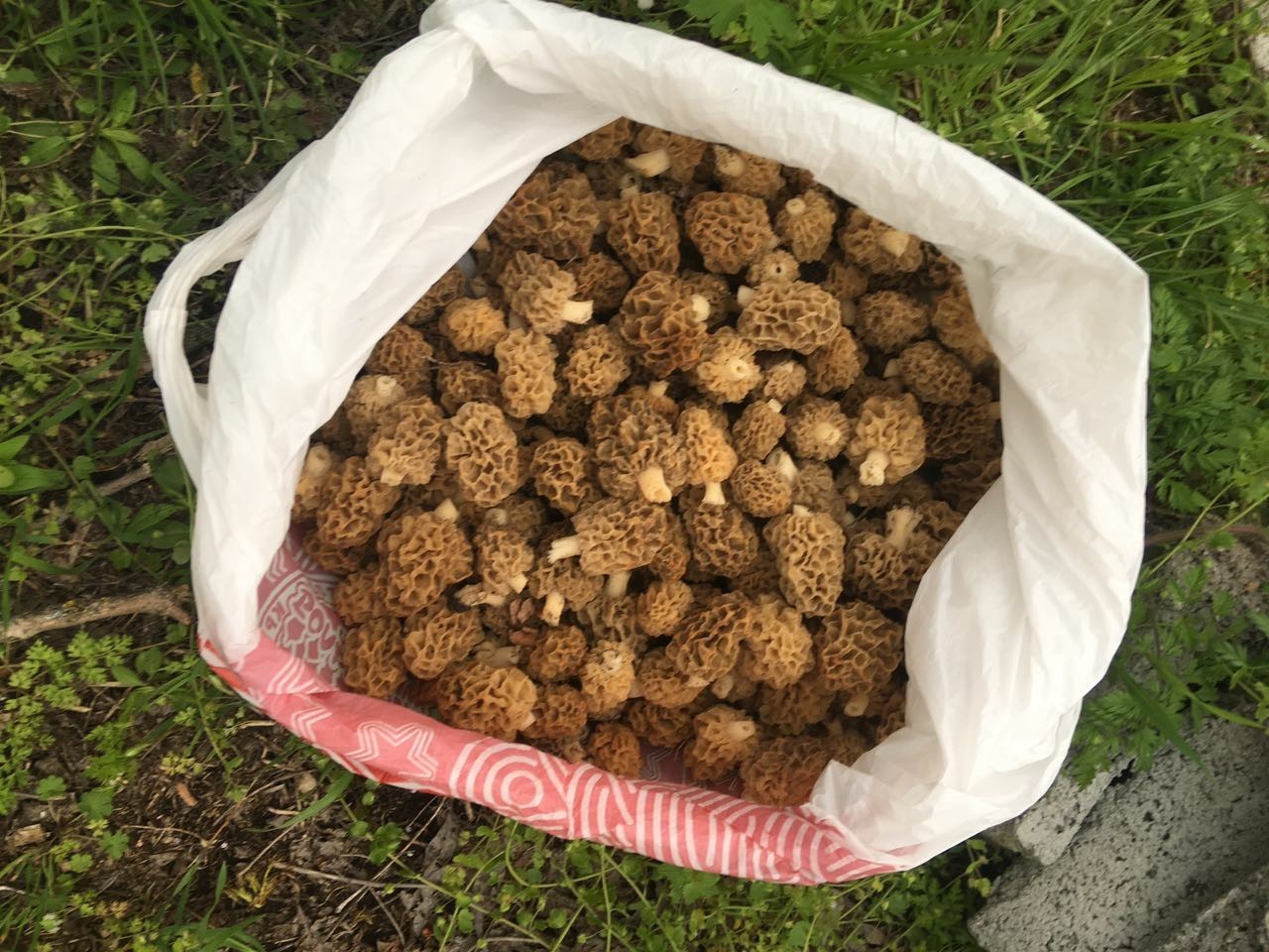 Season is open! - My, Mushrooms, Forest, Nature, Food, Morels, Longpost