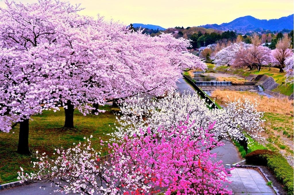 Sakura and a riot of colors in Japan. - Sakura, Internet, beauty, Japan