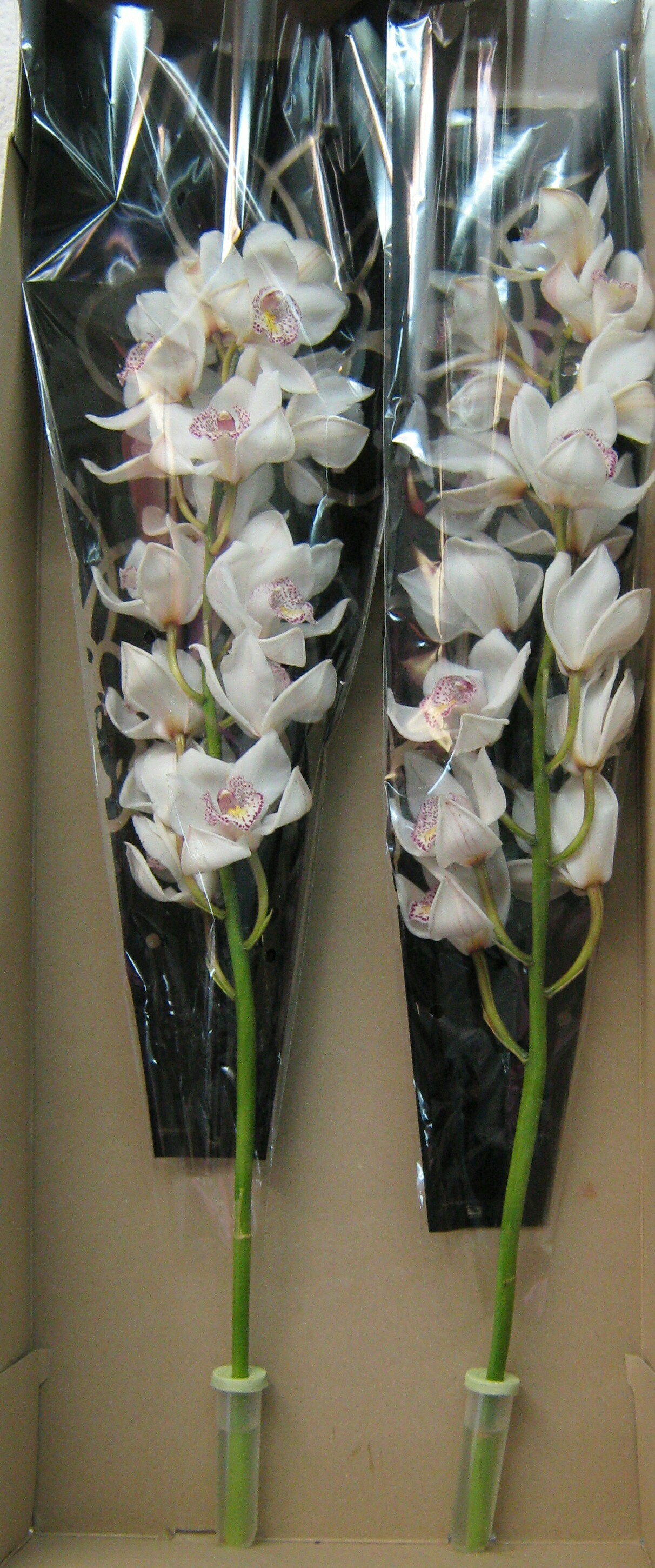 Орхидея в капсуле как ухаживать. Орхидея Цимбидиум. Орхидея Цимбидиум белая. Цимбидиум микс. Букет с орхидеей Цимбидиум.