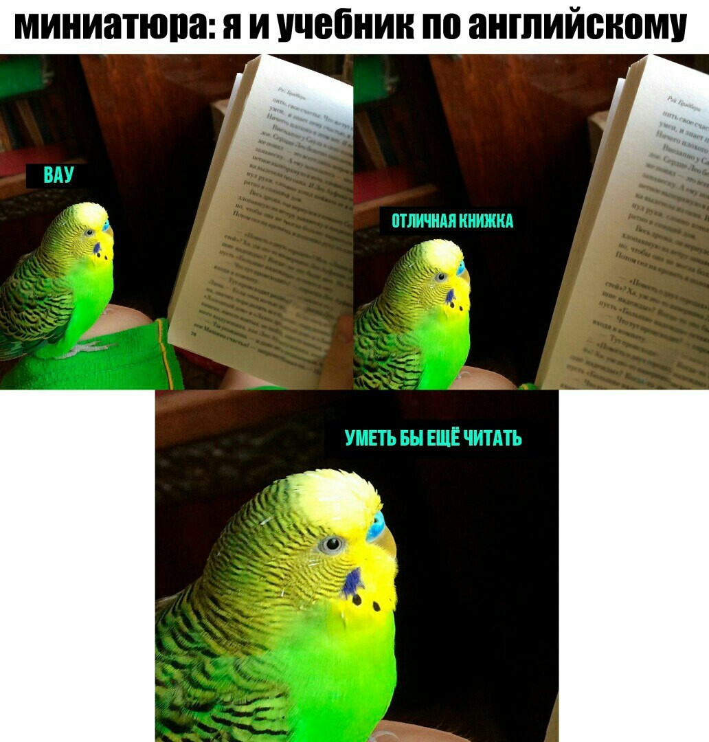 me and english textbook - Textbook, English language, A parrot