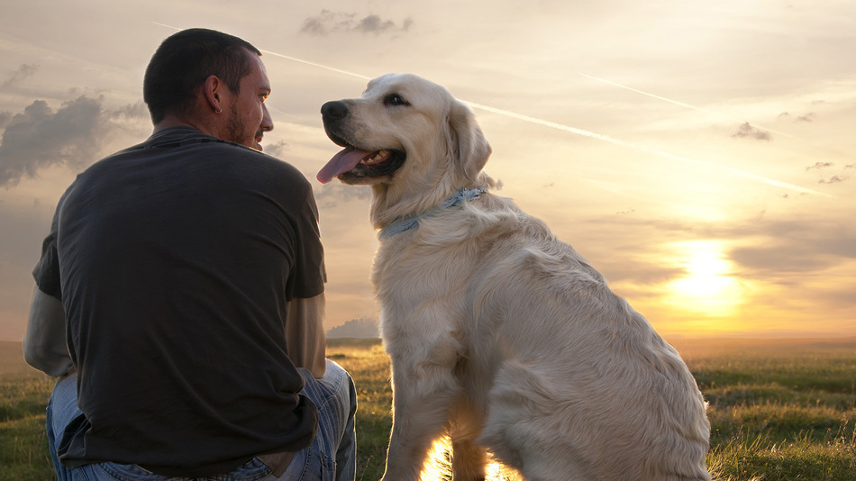 Scientists: Dogs can read human minds. - news, Animals, Dogs and people, Dog, Thoughts, Telepathy