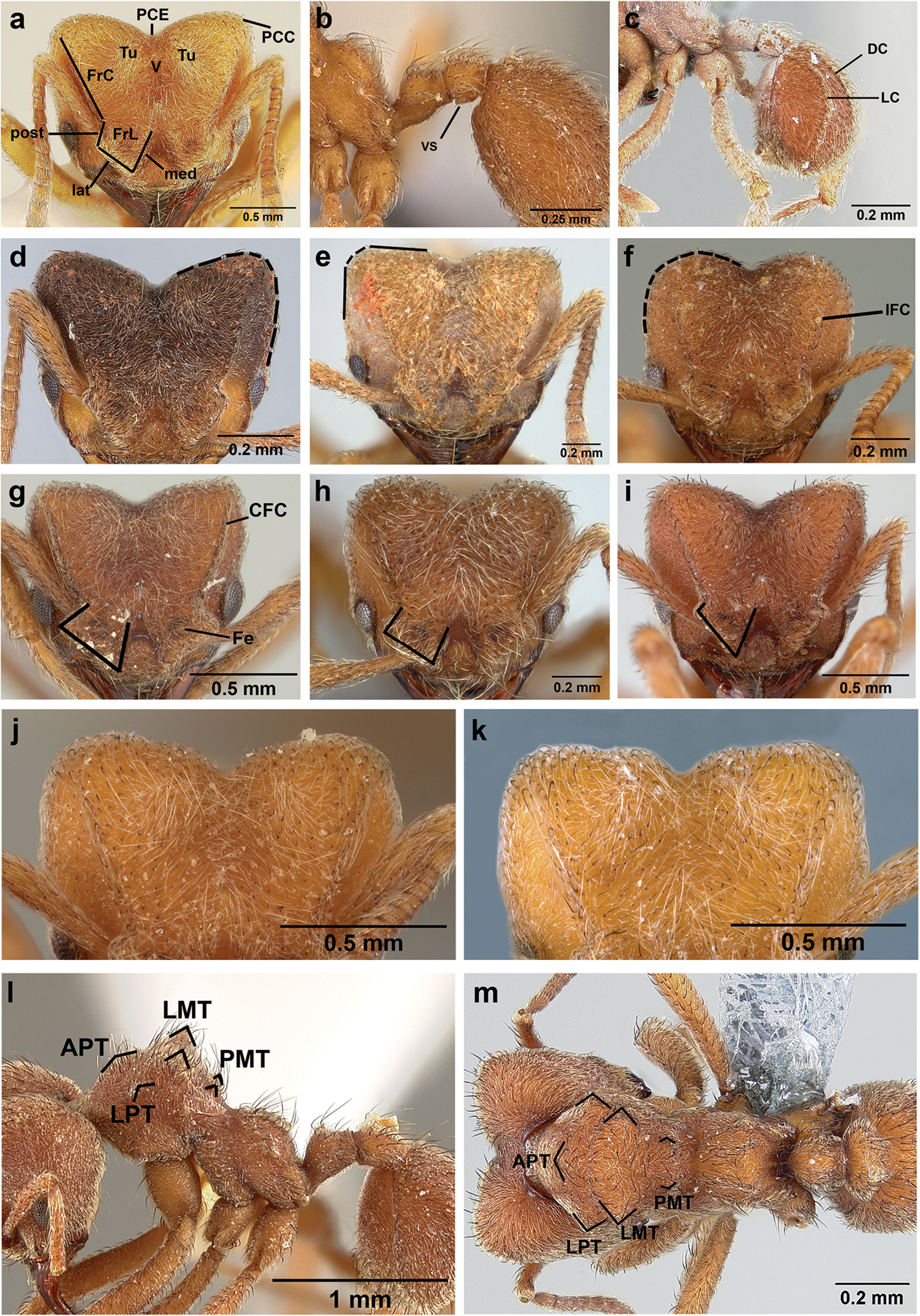 Entomologists name new ant species after Radiohead - Radiohead, Ants, Mail ru news, Entomology