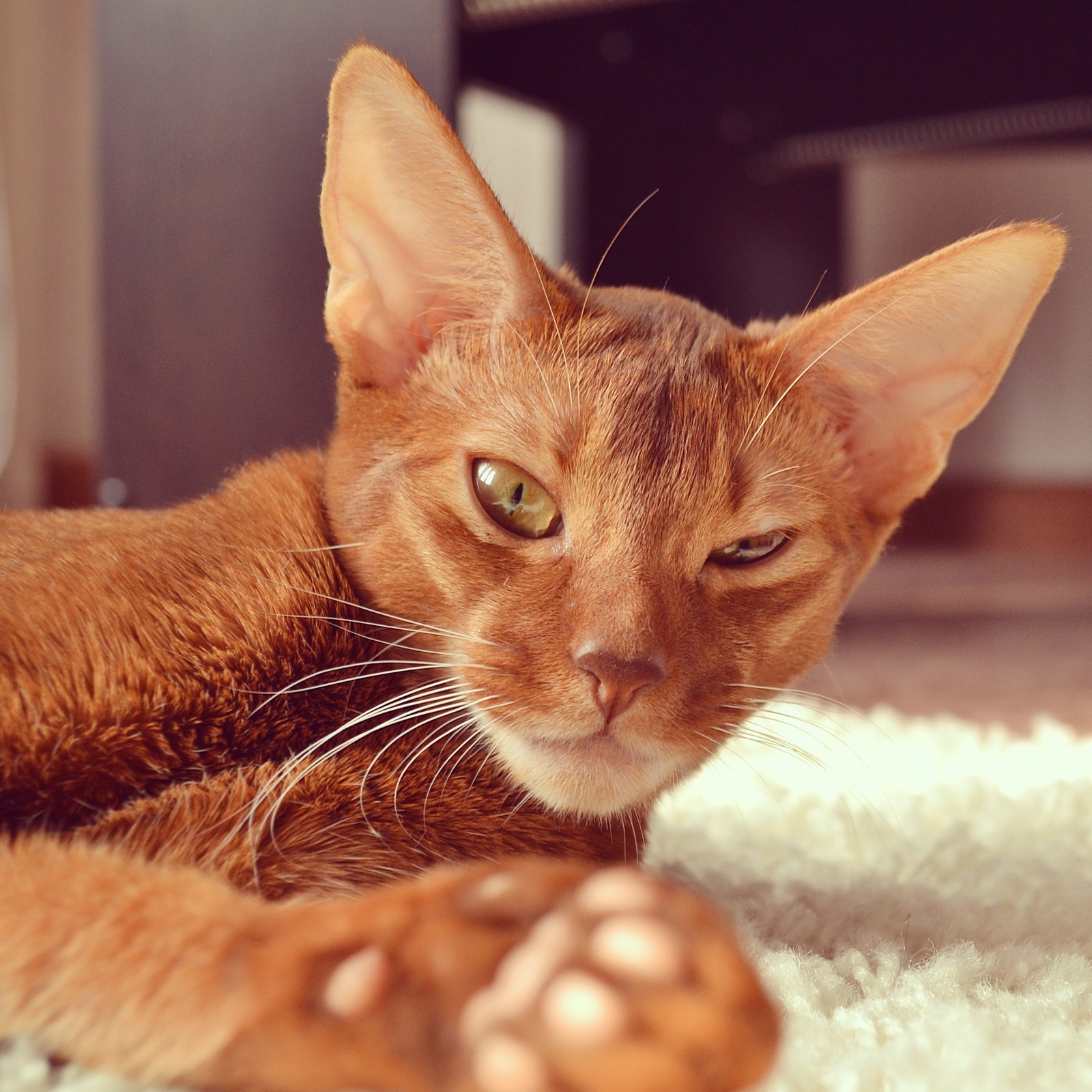 Red beast - My, Voronezh, Voronezh region, Abyssinian cat, , Catomafia, cat, Ears