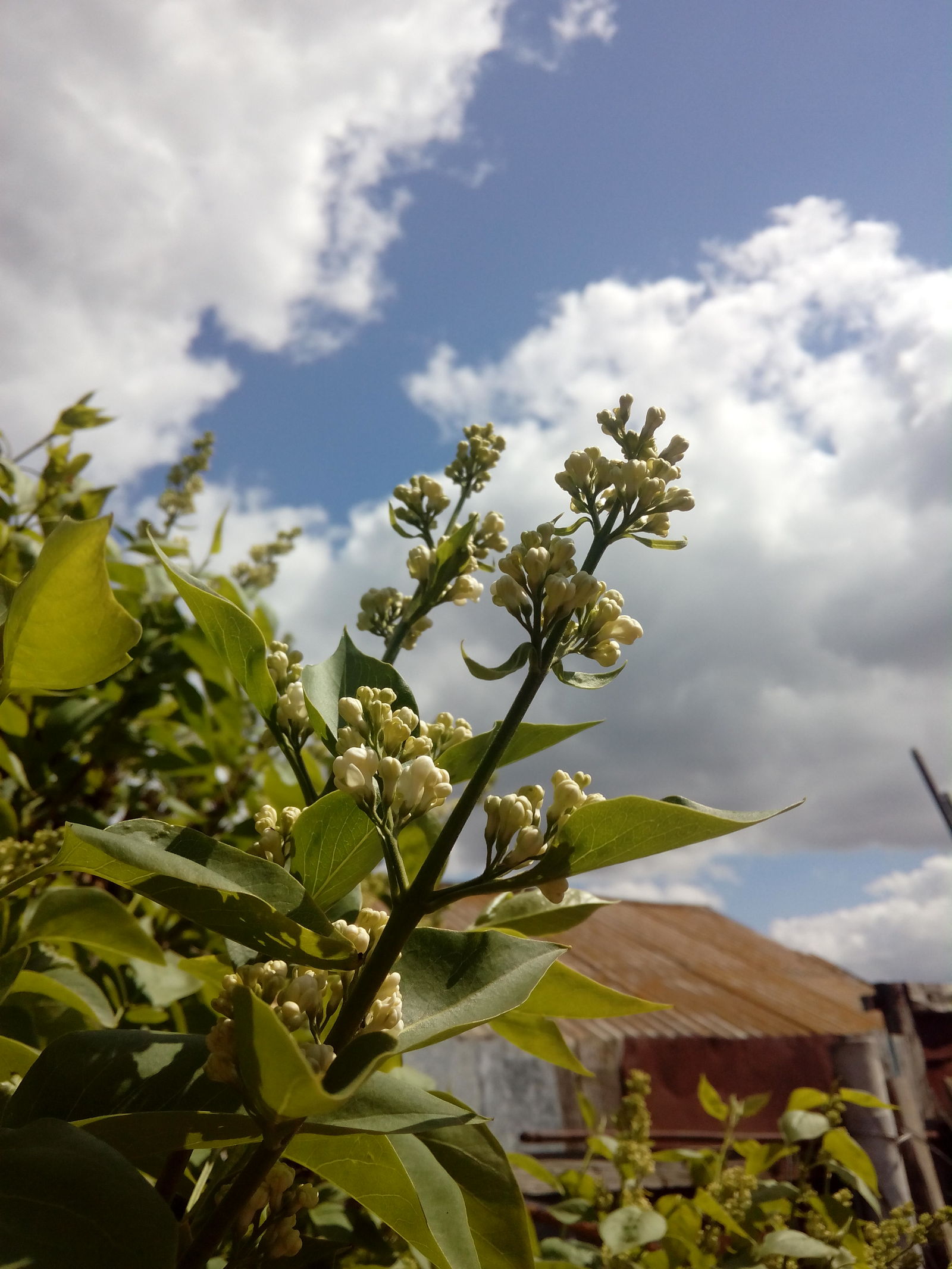 May, soon May - My, Lilac, 