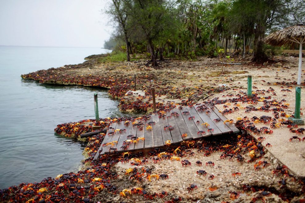 Millions of crabs on the south coast of Cuba. - Crab, The photo, Cuba, Travels, Longpost, Zanamiclub