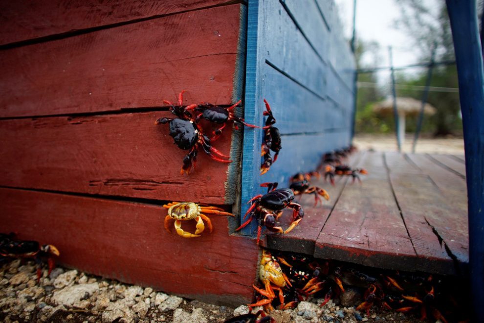 Millions of crabs on the south coast of Cuba. - Crab, The photo, Cuba, Travels, Longpost, Zanamiclub