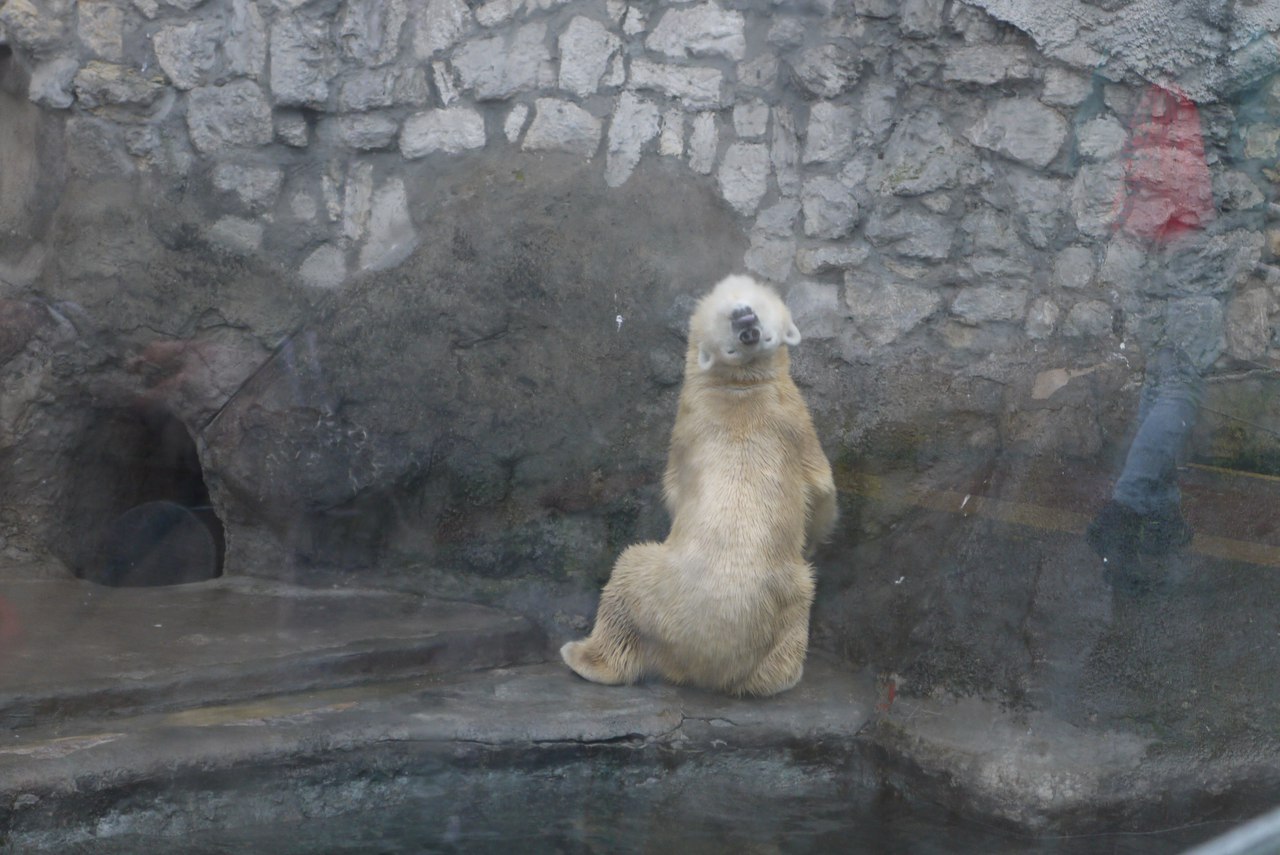 When I arrived at the wrong time... - My, Moscow Zoo, Polar bear, Ku-Ku