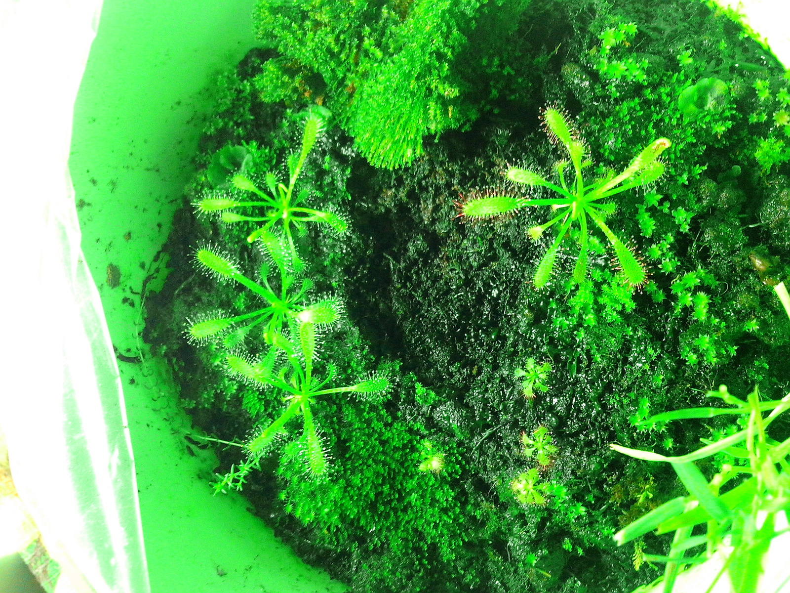 I have long wanted to grow a carnivorous plant at home. - My, Sundew, Growing, Longpost