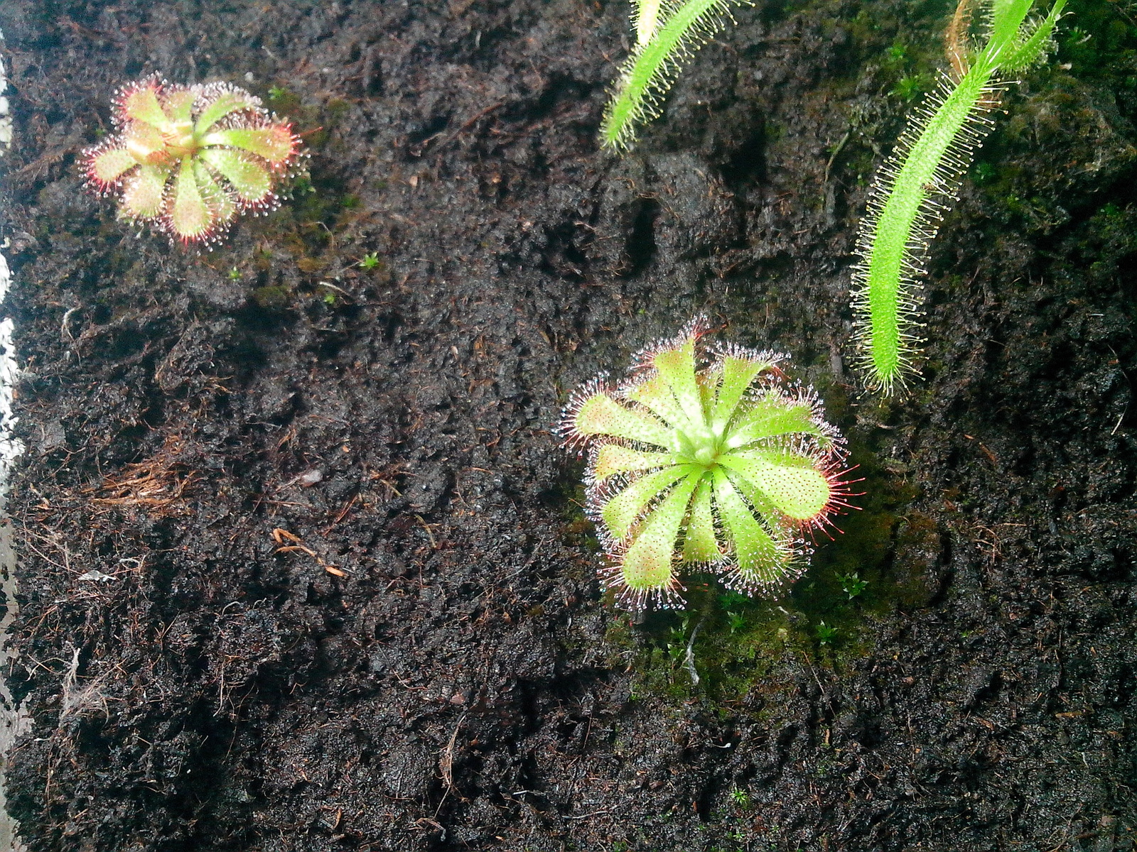 I have long wanted to grow a carnivorous plant at home. - My, Sundew, Growing, Longpost