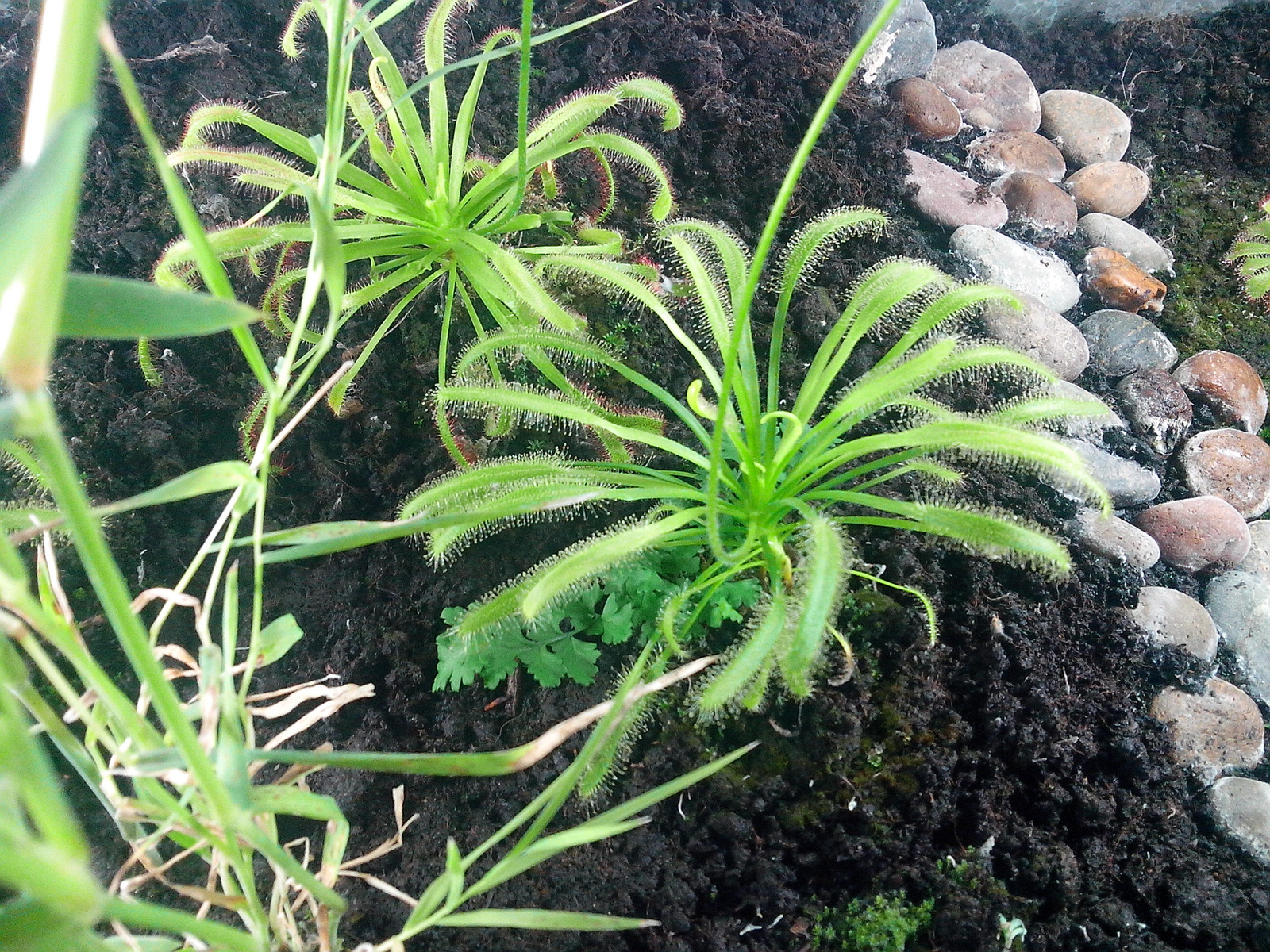 I have long wanted to grow a carnivorous plant at home. - My, Sundew, Growing, Longpost