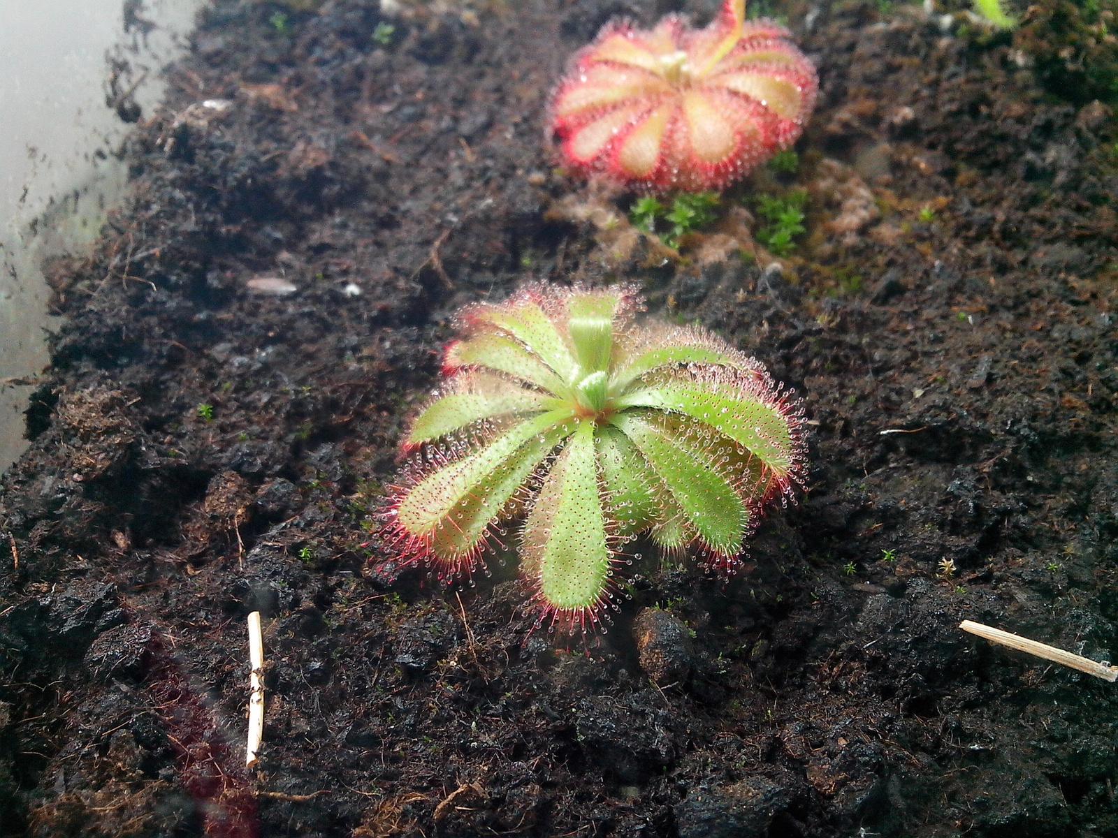 I have long wanted to grow a carnivorous plant at home. - My, Sundew, Growing, Longpost