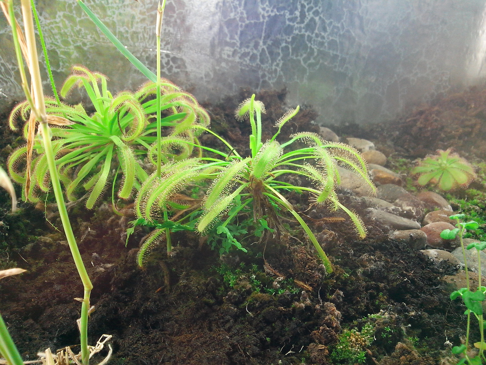 I have long wanted to grow a carnivorous plant at home. - My, Sundew, Growing, Longpost