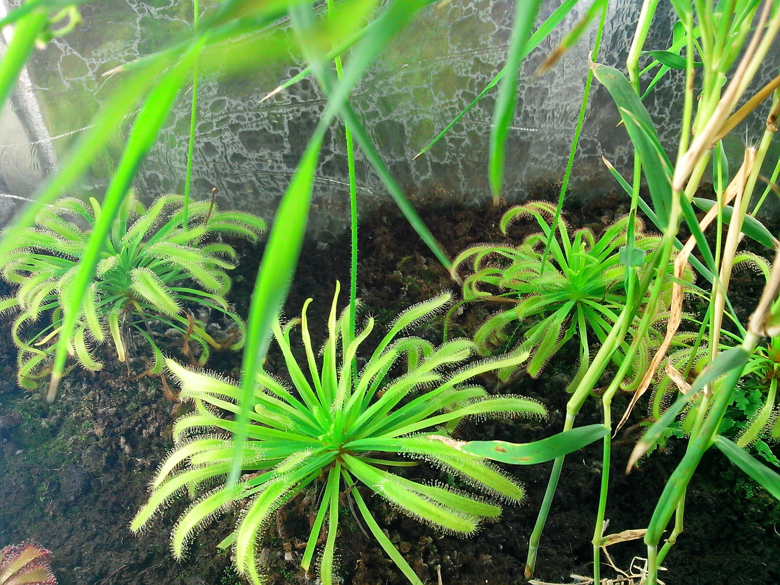 I have long wanted to grow a carnivorous plant at home. - My, Sundew, Growing, Longpost