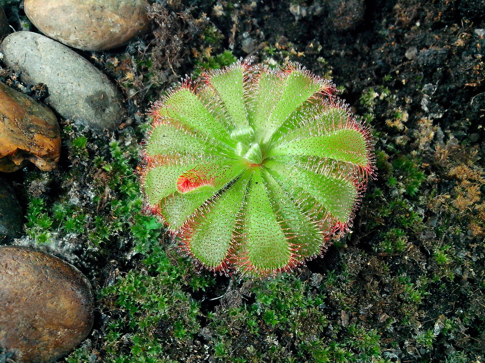 I have long wanted to grow a carnivorous plant at home. - My, Sundew, Growing, Longpost