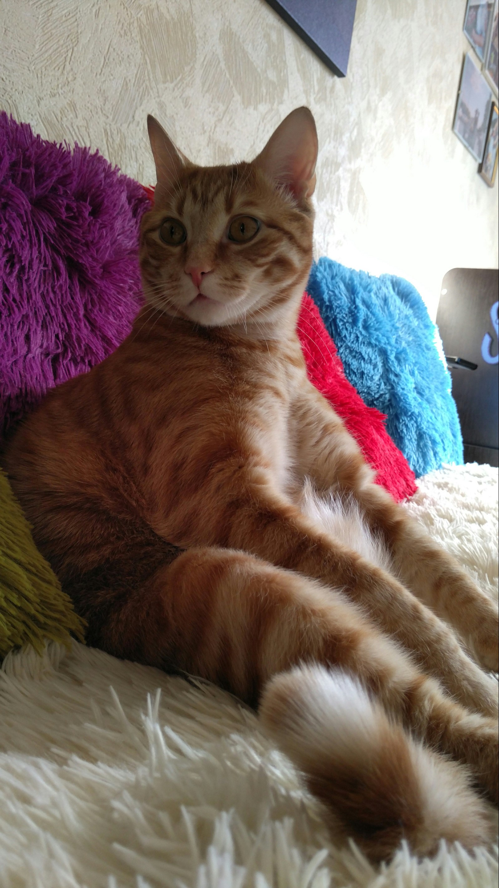 What is your cat's favorite position? :) - My, cat, The photo, , Redheads, Longpost