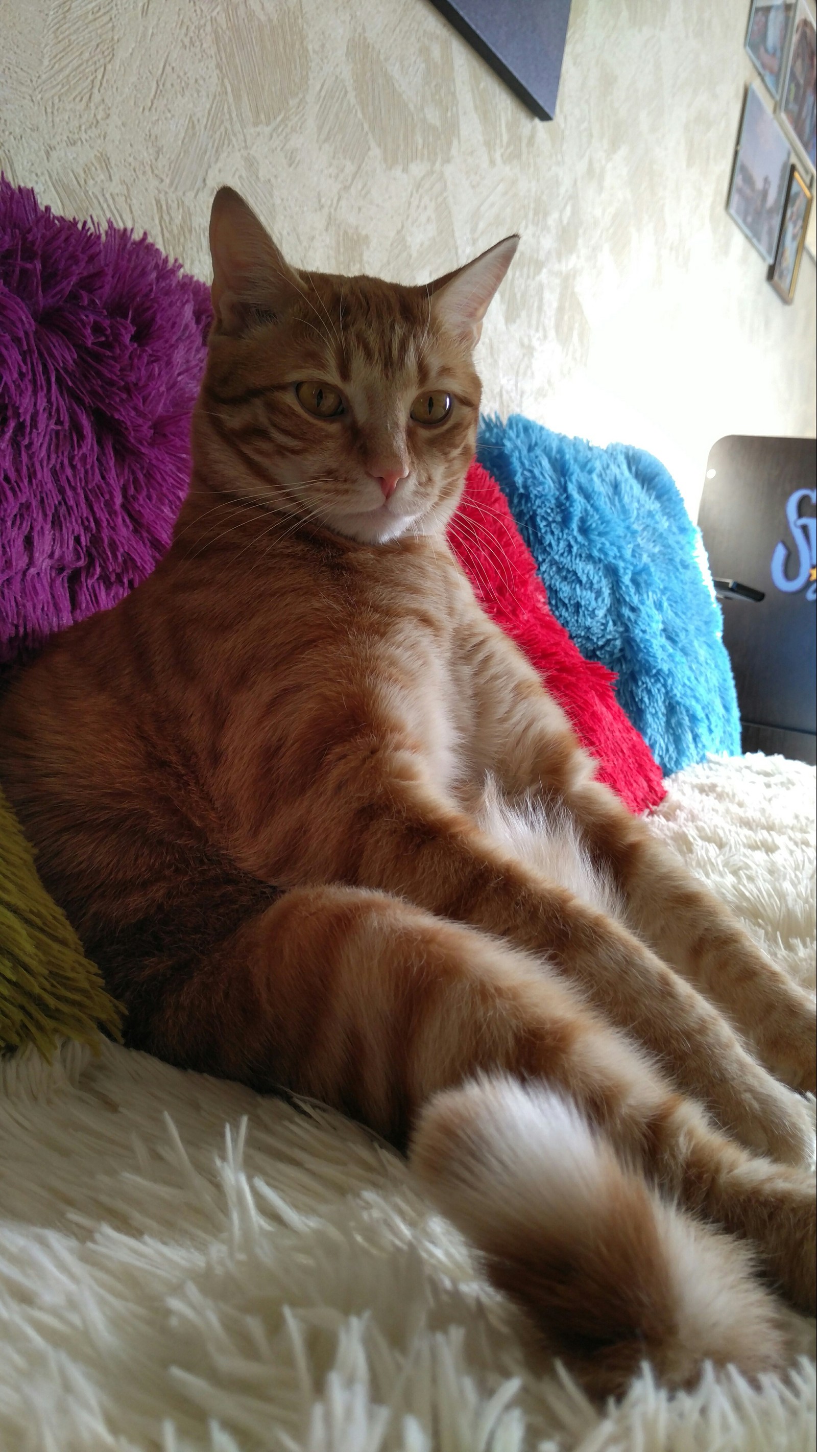 What is your cat's favorite position? :) - My, cat, The photo, , Redheads, Longpost