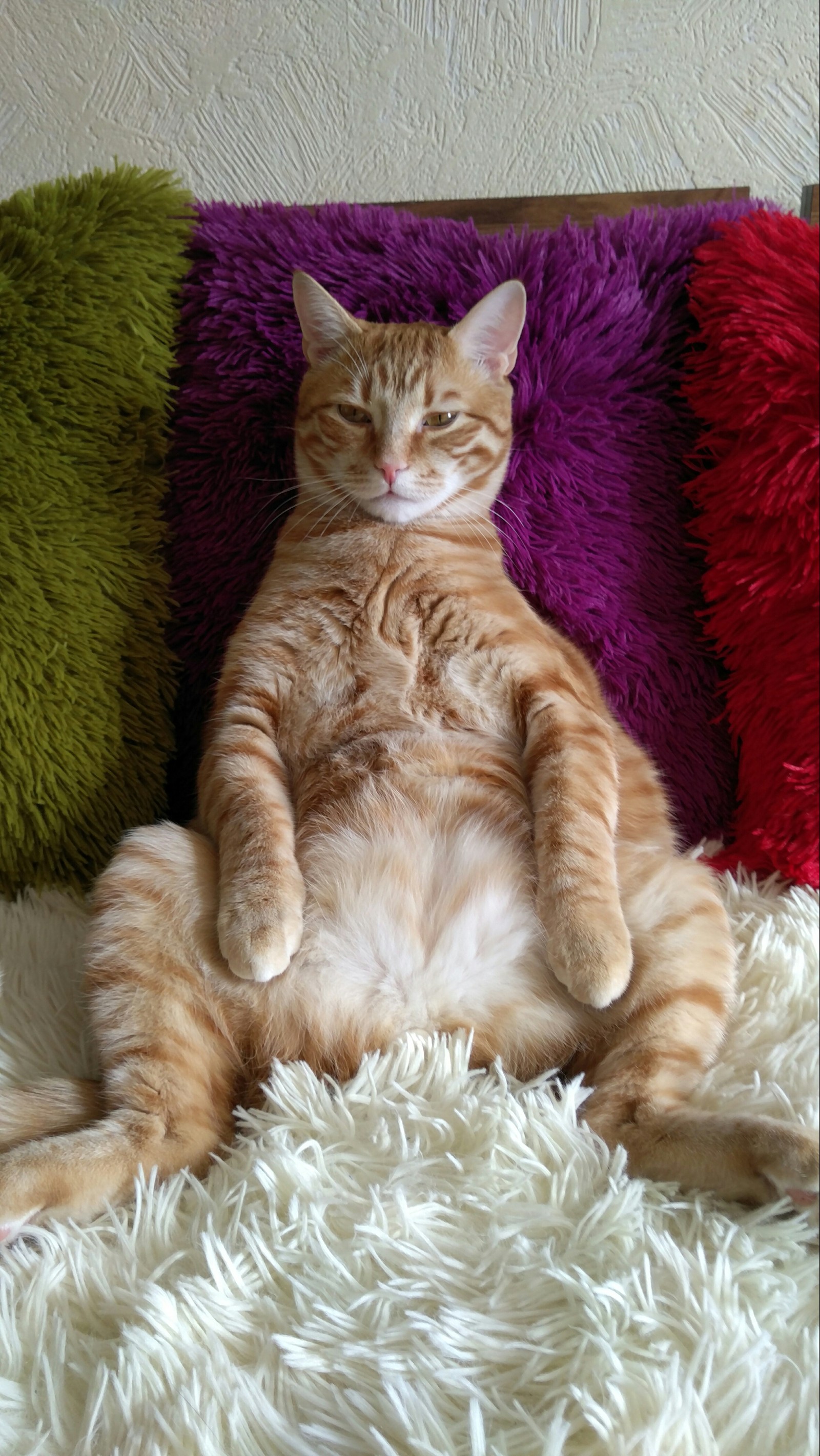 What is your cat's favorite position? :) - My, cat, The photo, , Redheads, Longpost