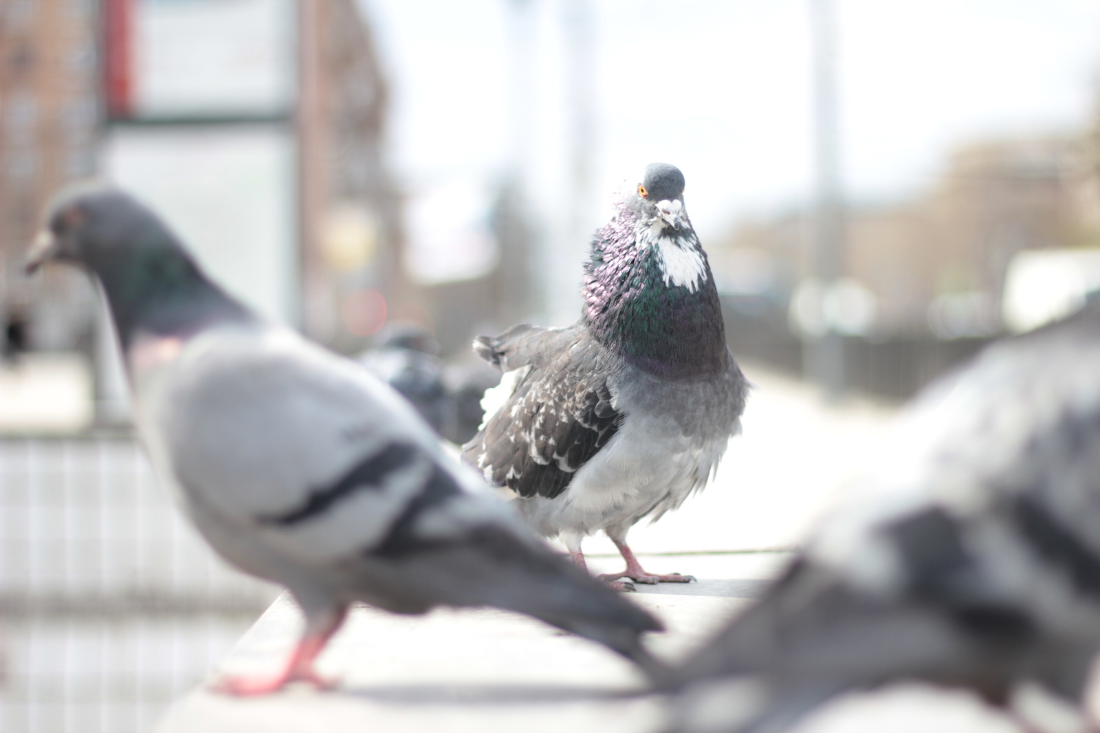 Someone is going to be in trouble right now. - My, The photo, Pigeon, You got noticed