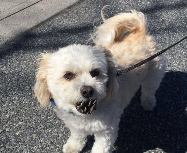 Dog with a bump in his teeth looks like a monster - The photo, Animals, Dog, Cones