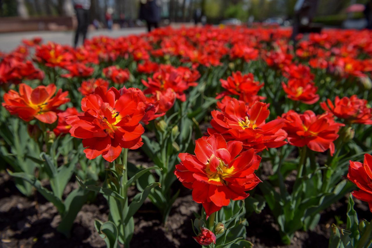 April Bishkek is the capital of my homeland!!! - Kyrgyzstan, Bishkek, Flowers, Spring, Longpost