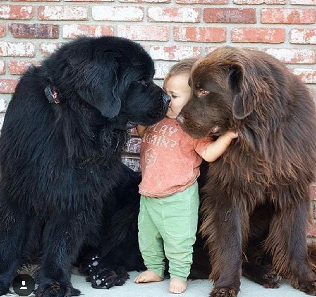 Kid with friends - The photo, Dog, Toddlers, Children