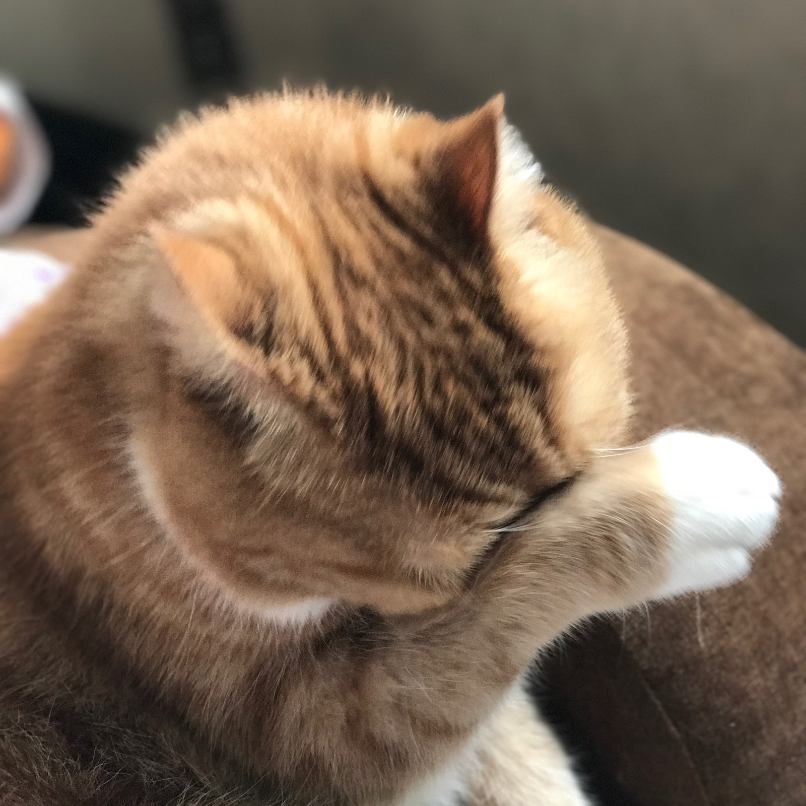 Told the cat my new stand-up program - My, cat, Facepalm