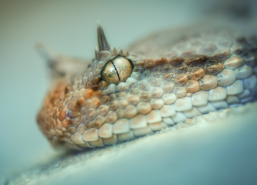 10 amazing pictures of snakes - The photo, Snake, A selection, Longpost