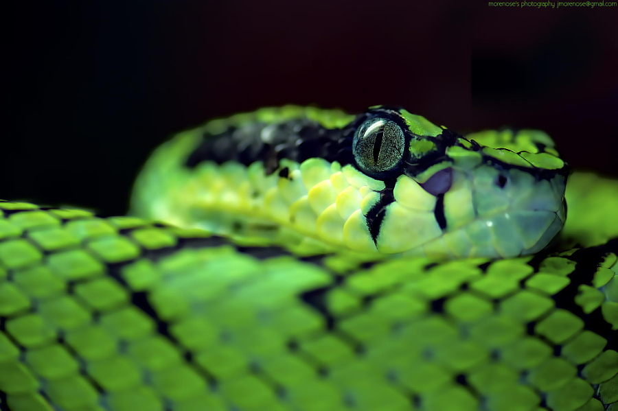 10 amazing pictures of snakes - The photo, Snake, A selection, Longpost