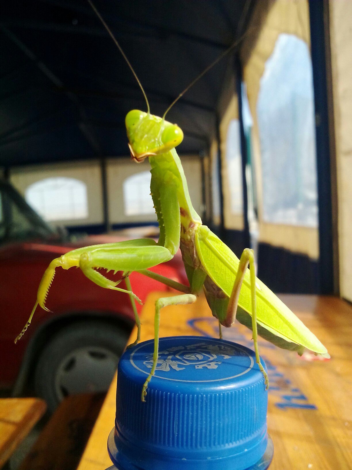 When your praying mantis is more photogenic than you - My, Mantis, The photo, Macro, Longpost, Macro photography