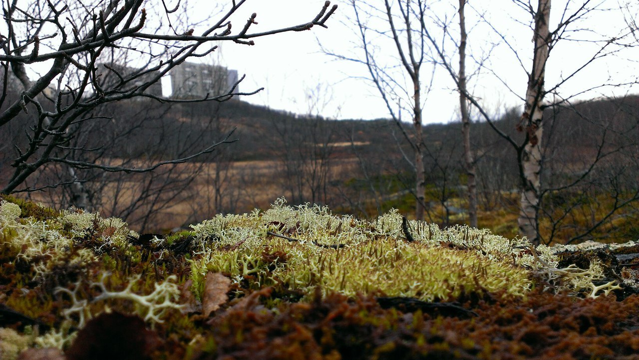 To my city. Autumn in the hills - My, Poems, Poetry, Autumn, Snezhnogorsk, My