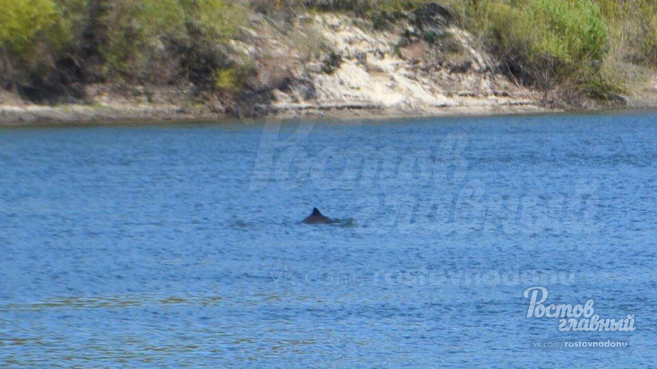 Rostov region is the birthplace of dolphins! - Rostov-on-Don, Dolphin, Rostov region, Animals, Fishing