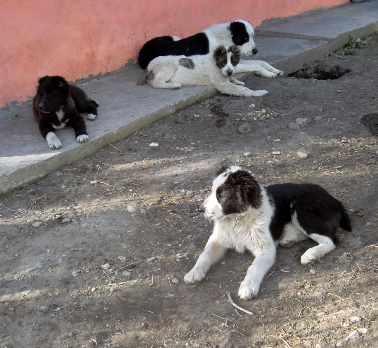Youth protect the site) - My, Dog, Puppies, Security, The photo, Alabai