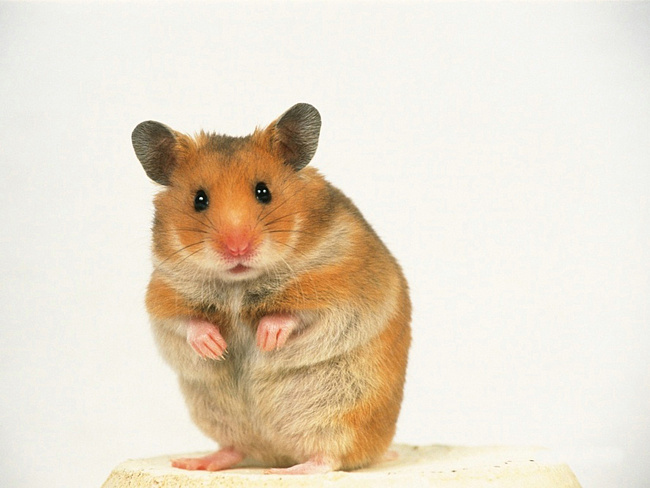 2100 euros for a hamster penis - Psychology, Veterinary, Hamster, , Life stories, Sweden