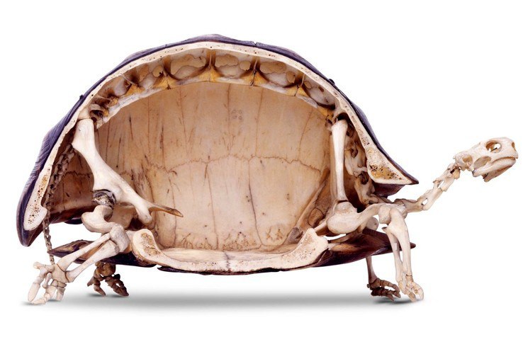 Turtle skeleton... - Skeleton, Turtle